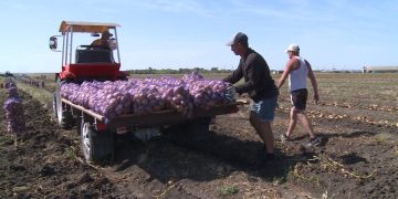 Picasso and Arizona: Potatoes without chemicals were grown in the fields of the Alekseevsky district