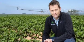Heat stress hits British potato yields