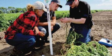 Smart farming: Researchers brainstorm on potato vine removal