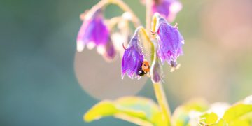 Neofunctionalisation of the Sli gene leads to self-compatibility and facilitates precision breeding in potato