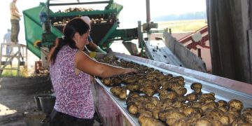 “Slavyanskoye” started harvesting potatoes in the Prokhorovsky district