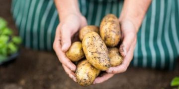 IFA: Potato yields in Ireland, Europe and the U.K. reported to be ‘much lower than last year’