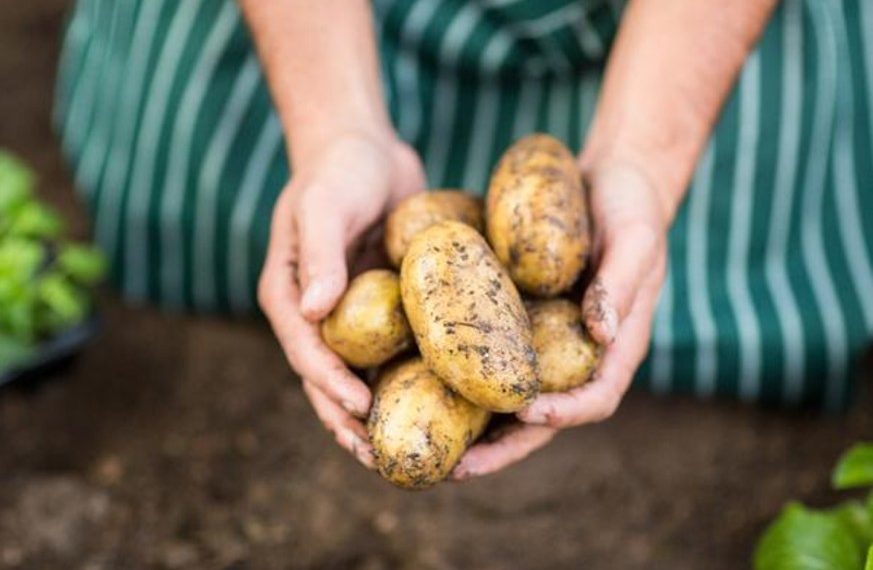 Irish potatoes in hands Independent