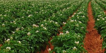 ‘Rubbery rot’ – A new potato disease found in North Dakota, Minnesota fields