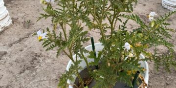 Univ of Idaho researchers developing nematode resistant potatoes