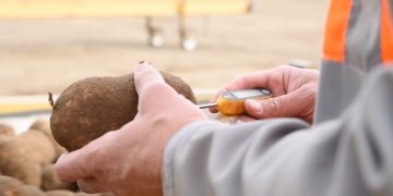 Oregon State and partners will receive $50 million grant to develop ‘climate-smart’ potatoes