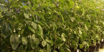 COMPLEX POTATO GENOME FURTHER UNVEILED