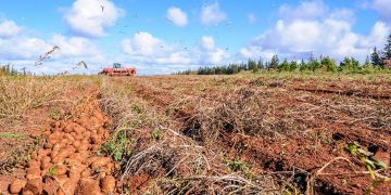 Potato supplies look tight in North America