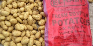 About the choice of potato growers in Egypt in 2023