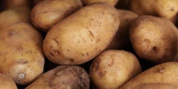 Germ infected potato exports