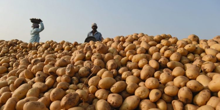 आलू किसानों ने रोलिंग योजना को लागू करने के लिए संघीय सरकार के समर्थन की मांग की