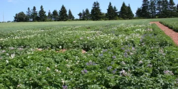 Reducing the Wireworm Threat￼