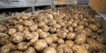 UK: Why growers need to use sprout suppressant early this season