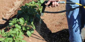 Canadian ‘weed hunters’ set their sights on natural alternatives to herbicides