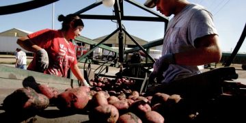 Potatoes as a ‘grain’? Tasty tubers again the target of reclassification topic in the U.S.