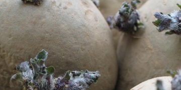 UK’s new seed potato organisation ‘quietly making progress’