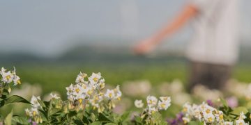 Royal Avebe and Solynta join forces: hybrid breeding in starch potato production