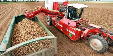 More than 70 thousand tons of potatoes and 30 thousand tons of vegetables will be harvested in Yakutia
