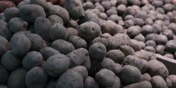 PRIMORSKY POTATO VARIETIES HAVE HIGH YIELD