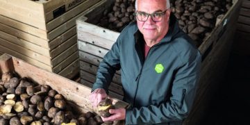 Higher potato yield with the Royal Avebe fertilization strategy