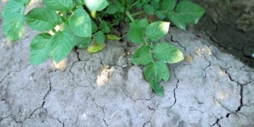 The Scottish Spud Farmers are Dealing With the Worst Drought They Have Seen in Years