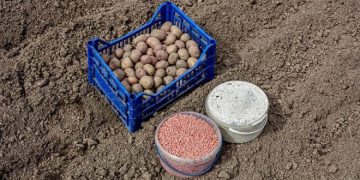 The Potato Growers Can Save Up To EUR100 Per Hectare With This Fertilizer Scheme
