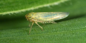 Aster Leafhopper or Six-spotted Leafhopper (Macrosteles quadrilineatus)