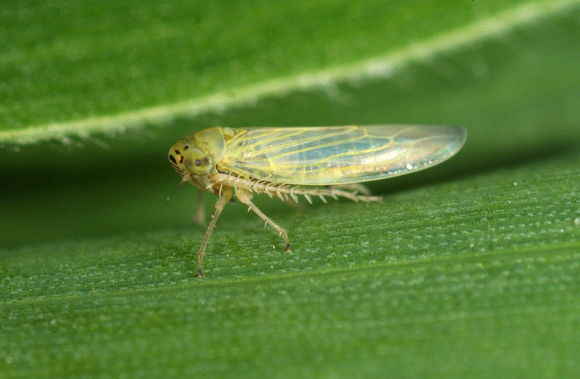 Aster Leafhopper 또는 Six-spotted Leafhopper (Macrosteles quadrilineatus)