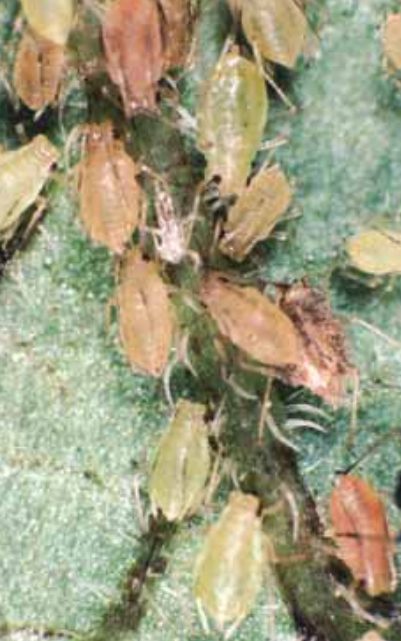 Aphids
