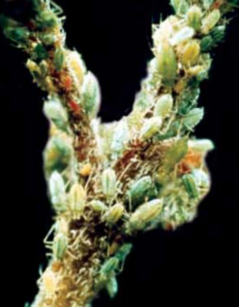Aphids