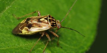 Tarnished Plant Bug (Lygus lineolaris)
