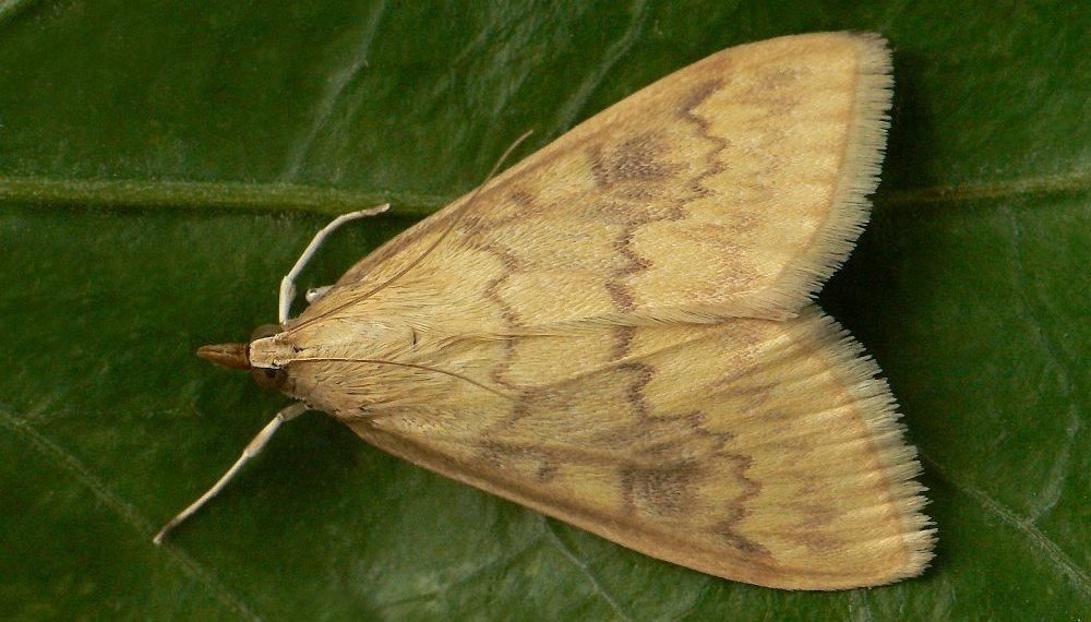 European Corn Borer (Ostrinia Nubilalis) Potato News