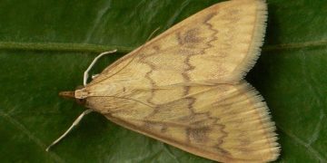 European Corn Borer (Ostrinia nubilalis)