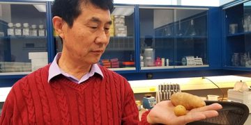 Hot potato! Canadian research into heat-tolerant potatoes builds on award-winning study