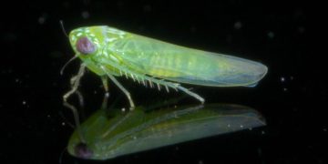 Potato Leafhopper (Empoasca fabae)