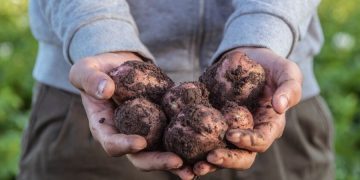 HZPC CEO positive, says ‘results good, and company back on course’