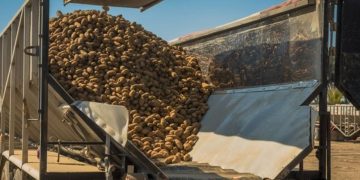 Idaho potato acreage and yields down for 2022-2023 crop