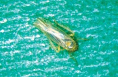 애스터 잎벌레 또는 여섯 점 잎벌레(Macrosteles quadrilineatus) 2 멸구