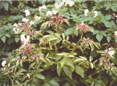 애스터 잎벌레 또는 여섯 점 잎벌레(Macrosteles quadrilineatus) 3 잎벌레1
