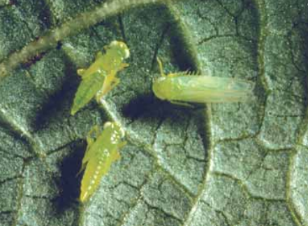 Leafhopper2