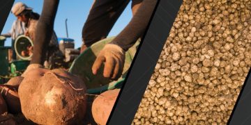 Glory to the researchers: How multistate research efforts in the U.S. benefit the potato