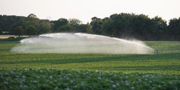 NFU welcomes launch of new industry body GB Potatoes