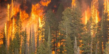 Idaho potatoes, hurt by smoky skies in wildfire season, give researchers clues to crops’ climate future