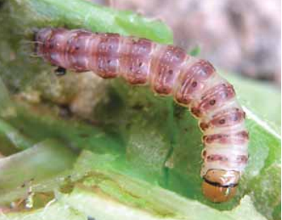 Картофельный стеблевой мотыль (Hydraecia micacea) 3 Картофельный сверлильный станок