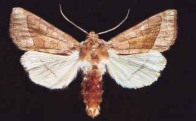 Картофельный стеблевой мотыль (Hydraecia micacea) 2 Картофельный сверлильный станок1