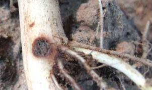 Potato Stem Borer (Hydraecia micacea)