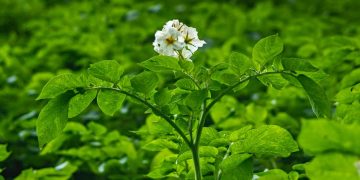 Microbiome project: Tools to optimize potato microbiome could reduce the use of agrochemicals
