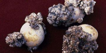 USDA report on potato wart crisis: Extent of infestation on Prince Edward Island ‘likely larger’, current mitigation measures ‘insufficient’