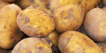 New broad-spectrum antibiotic comes from a pathogenic bacterium in potatoes