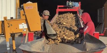 High-cost Idaho potato harvest is a wrap, french fry processors to pay farmers 20% more
